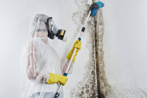 Best Residential Mold Removal  in Poquonock Bridge, CT