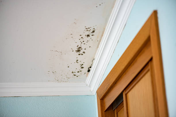 Home Mold Removal in Poquonock Bridge, CT