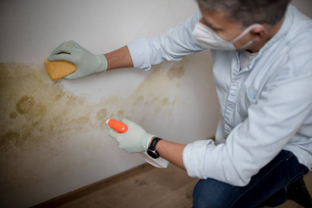 Best Emergency Mold Removal  in Poquonock Bridge, CT