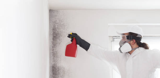 Best Local Mold Removal Service  in Poquonock Bridge, CT