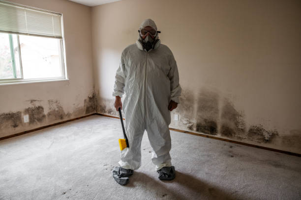 Best Toxic Mold Removal  in Poquonock Bridge, CT