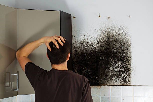 Best Fast Mold Removal  in Poquonock Bridge, CT