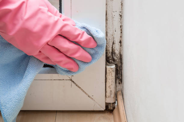 Best Mold Cleaning Services  in Poquonock Bridge, CT