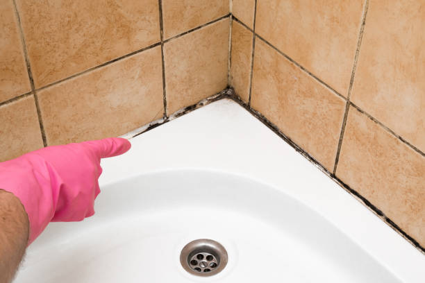 Best Mold Removal Near Me  in Poquonock Bridge, CT